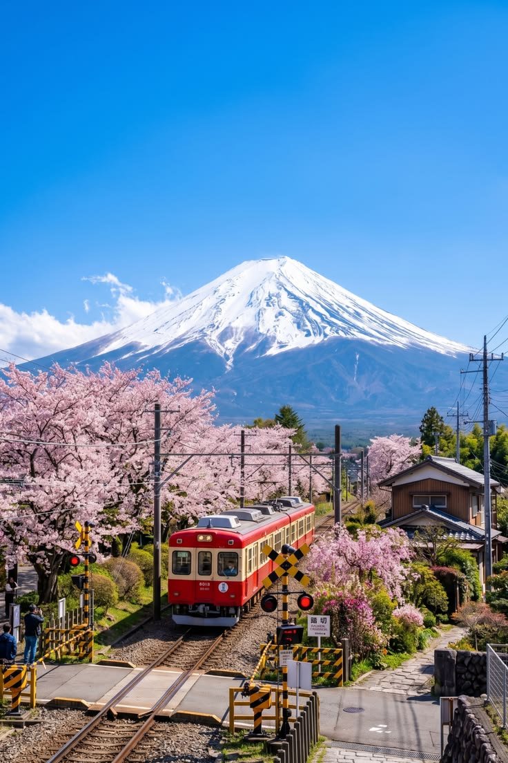 Mount Fuji and Cherry Blossom Scenic View
